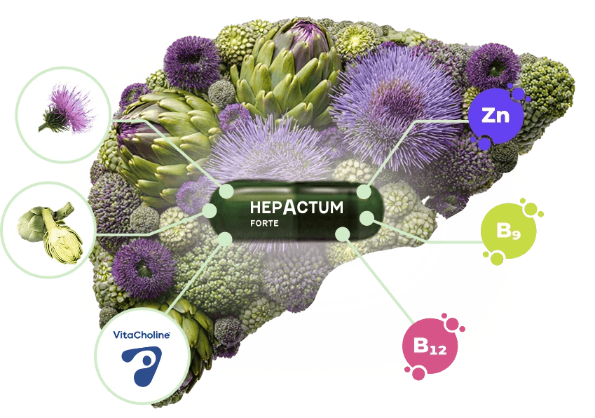 Infografika doplnku stravy Hepactum Forte v tvare pečene, ktorá znázorňuje jeho kľúčové zložky pre podporu funkcie pečene: pestrec, artyčok, VitaCholine, zinok (Zn) a vitamíny B9 a B12.